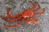 NEW Alaskan KING Crab- Restaurant mount decor