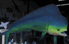 NEW - Big BULL Dolphin VALUE HALF MOUNT DECOR