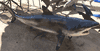 New- Blacktip Reef Shark Full mount- Fierce over 6ft