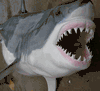 NEW GIANT HUGE Great White Shark replica mount- 16 ft Shark Week Special!