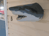 NEW! Great White Sharks Head mount- BIG TEETH -ships worldwide