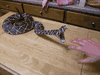 NEW- Huge striking XXL Diamondback rattlesnake replica mount!