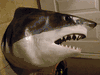 NEW Shark Week Special!- XXL Great White Shark Head Mount