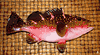 NEW Tropical RED GROUPER Fish Mount/Replica