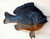 New  World Record Shellcracker/ Red Ear Bream fish mount