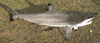 NEW XXL3/D  Black Tip Shark Mount - 80 inches! 