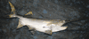 Paddlefish/Spoonbill Catfish-replica mount
