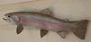 Premium Palomino Rainbow Trout fish mount/replica for sale