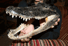 SALE!! XXL Big Alligator Head / Mount Real 9  inch