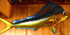 World Record Bull Dolphin/Mahi mahi Mount/ Taxidermy