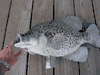 World Record Crappie Mount/Taxidermy