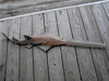 Xl 3/D SAWFISH Shark Mount replica taxidermy