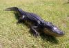 XL 5ft 8 inch 3/D Alligator Gator replica mount