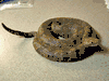 XL Big Timber rattlesnake snake mount replica for sale