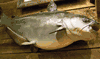 XL Blue Catfish Mount/Replica- 39 inches!