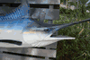 XL Blue Marlin fish mount/replica- 76 inches!