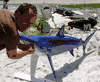 XL Blue Shark Fish Mount/Replica  80 inches