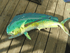 XL Bull Dolphin/Dorado/Mahi Mahi Mount Replica -43 inches
