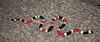 XL  Coral snake mount/replica- 36 inches