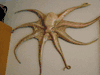 XL Octopus 3/D Mount taxidermy replica