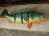 Xl Peacock Bass Fish Mount/taxidermy