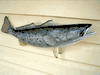 XL Speckled Trout Fish mount for sale- 28 inches