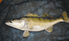 XL Walleye Fish mount/replica ! 29 inches