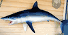 XXL Big 7ft Mako Shark mount for sale- 