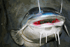 XXL Blue Catfish Quarter/head mount !