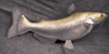 XXL Channel Catfish Mount Replica- 36 inches