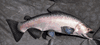 XXL Chinook Salmon Mount Replica- 36 inches