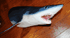 XXL Mako Shark Quarter/Head Wall mount- 