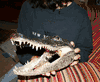 XXL Real Alligator Head/ Mount- New 10- inch 