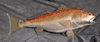XXL Redfish Replica mount- 42 inches