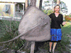 XXL Stingray Fish mount- With real BARB! Taxidermy