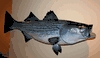 XXL Striped Bass Mount replica- 32 inch 20 lbs!