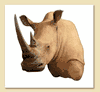 XXXL Tough White Rhino Replica mount for sale!