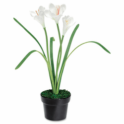 BAU98041 Artificial White Iris in a Black Ceramic Pot, 14" Overall Height By BAUMGARTENS