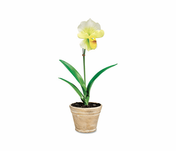 BAU98042 Artificial White Lady Slipper in a Terra Cotta Pot, 18" Overall Height By BAUMGARTENS