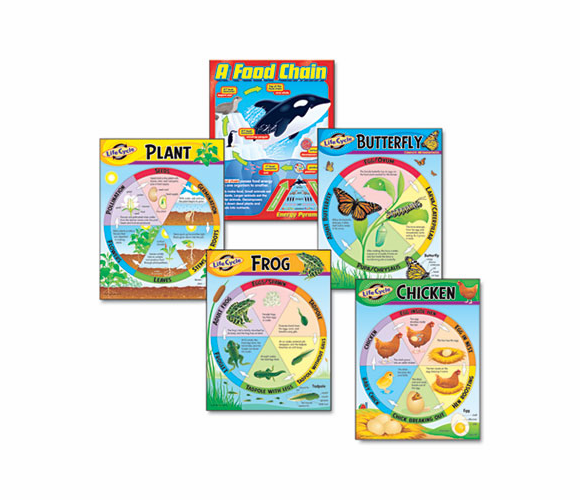 TEPT38934 Learning Chart Combo Pack Life Cycles, 17w x 22h, 5/Pack By TREND ENTERPRISES, INC.