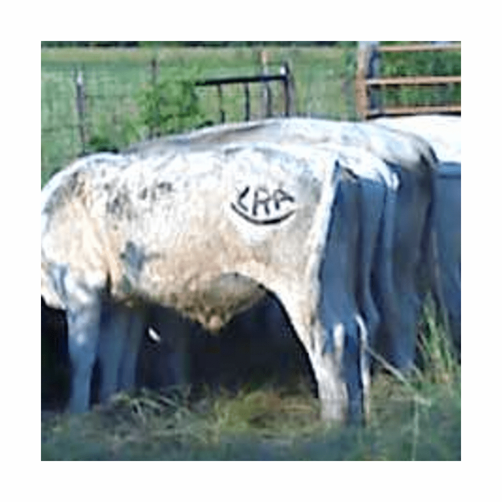 Custom Cattle Branding Iron | Cattle Brands for Sale