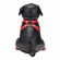 Booted Up Bandit Black/Red