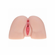 Kaya Bloom Dual Entry Bodyforms Masturbator TPE/TPR/ABS 8.6" Beige