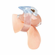 Small Dick Acrylic Chastity Cock Cage Clear One Size Acrylic