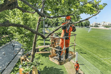 HUSQVARNA T435 TOP HANDLE Arborist Saw with 35cc Engine & 14 Bar/Chain