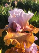 Chasing Sunset TB 2026