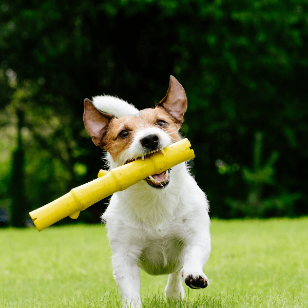Bamboo Look Fetching Stick