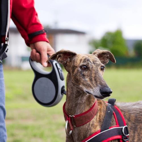 Black and Gray Retractable Leash