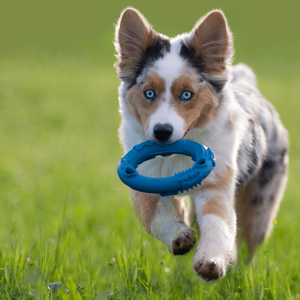 Blue Disc for Extra Strong Chewers