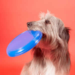 Blue Plastic Dog Frisbee